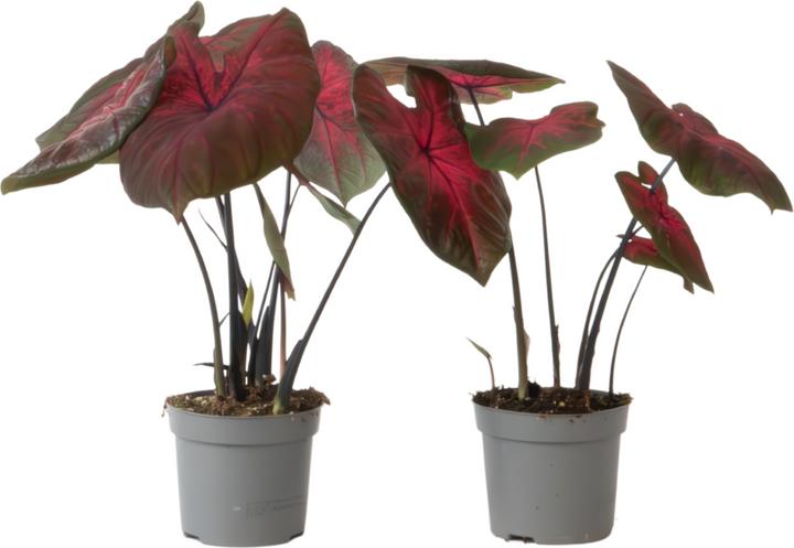Image du produit Plant in a Box Caladium Postman Joyner - Lot de 2 Arum (25 cm)