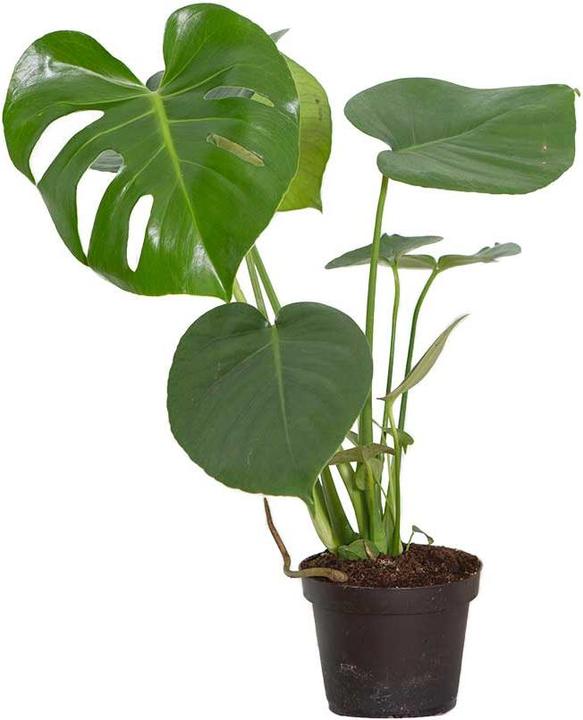 VEG and the City Liberia (75 cm)