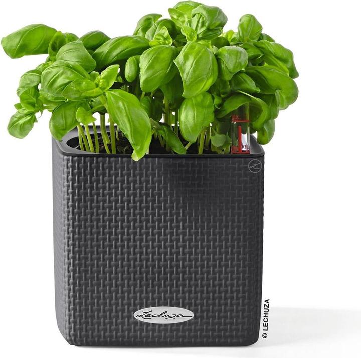 Actual product image Lechuza Cube Color (14 cm)