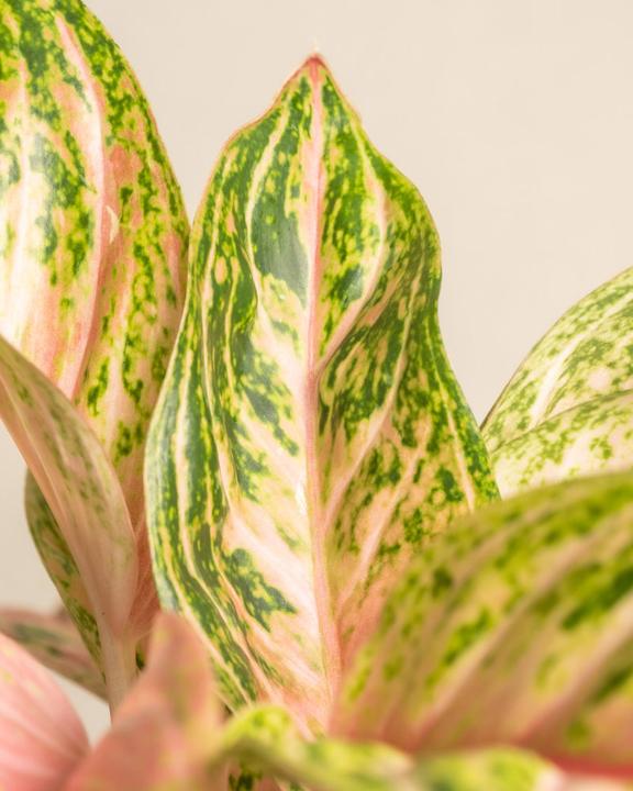 Produktbild feey Aglaonema Cocomelon (60 cm, Frisch umgetopft)