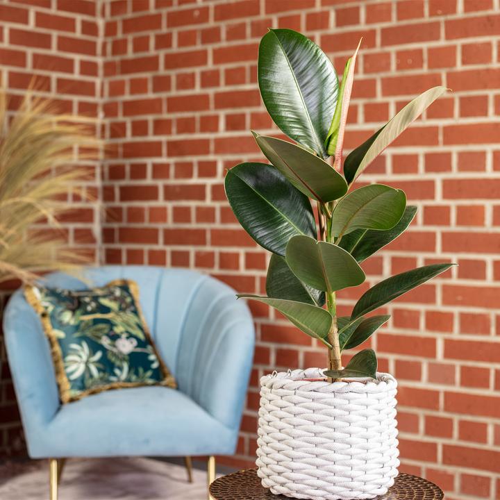 Produktbild Flowerbox Gummibaum - Ficus elastica "Robusta" (50 cm)