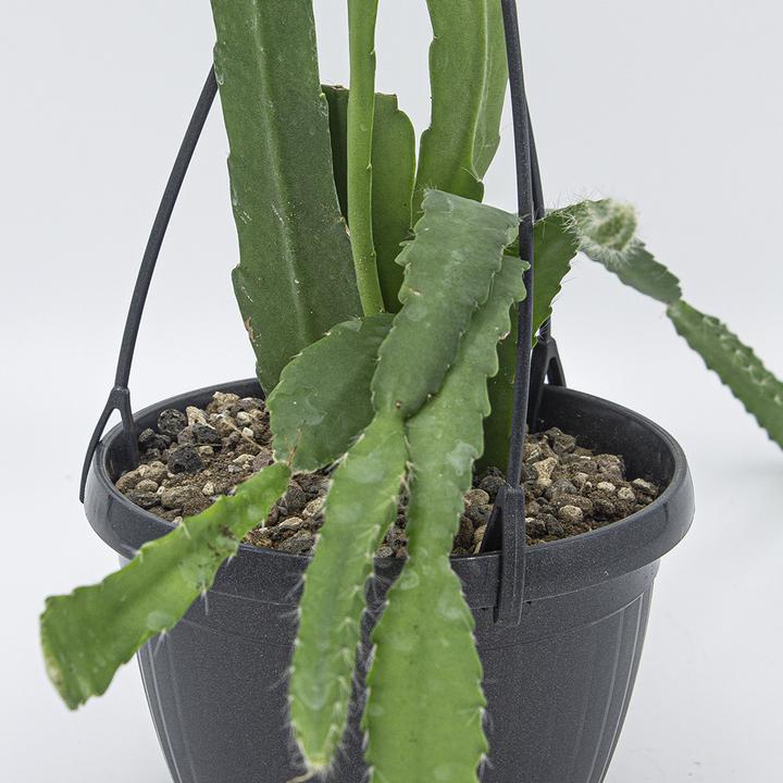 Immagine prodotto Kakteen Gautschi Epiphyllum fiore bianco (45 cm)