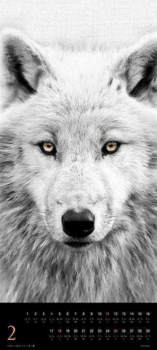 Produktbild Animals 2024 (30 x 30 cm, Harter Einband, Spanisch, Französisch, Italienisch, Polnisch, Englisch, Niederländisch, Tschechisch, Deutsch)