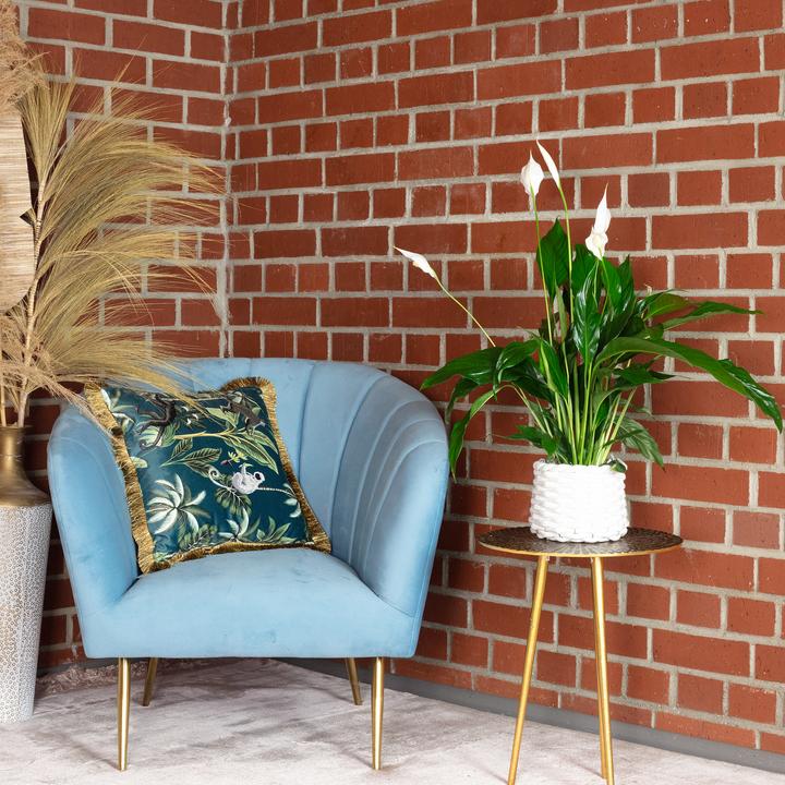 Immagine prodotto Flowerbox Monocot - Spathiphyllum (50 cm)