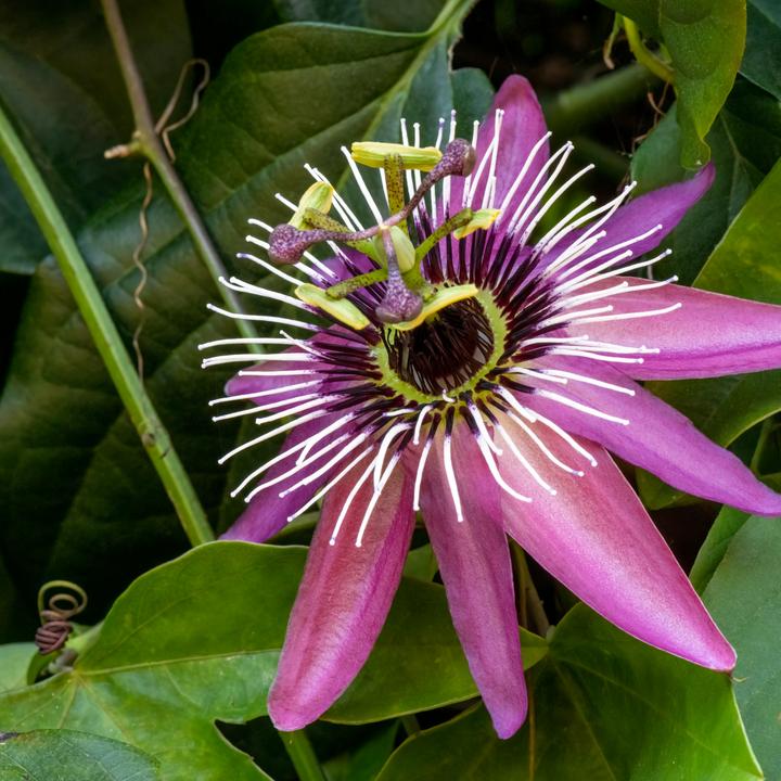 Actual product image Plant in a Box Passiflora x violacea 'Victoria' - set of 2 passion flowers (110 cm)