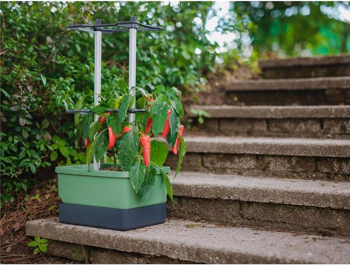 Produktbild Gusta Garden Charly Chili (35 cm)