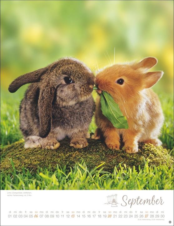 Produktbild Kaninchenkinder Posterkalender 2026 (34 x 44 cm, Harter Einband, Deutsch)