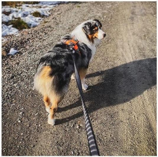 Actual product image Non-Stop Dogwear TOURING BUNGEE dog leash (XL, Dog, General)