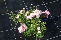 Produktbild Lubera Rose The Fairy Bodendeckerrose