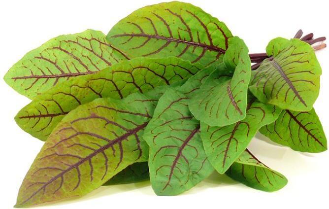 Actual product image Click and Grow Wood Sorrel Seeds (Plant seeds)