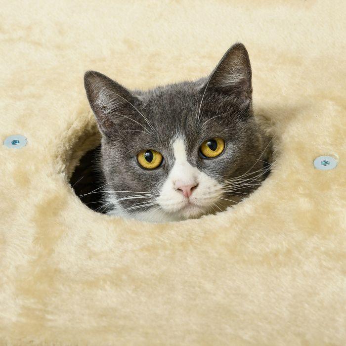 Immagine prodotto Swisshandel24 Tiragraffi piccolo, 74 cm con grotta per gatti, palla da gioco, con letto, fino a 5 kg, beige (74 cm, Beige)