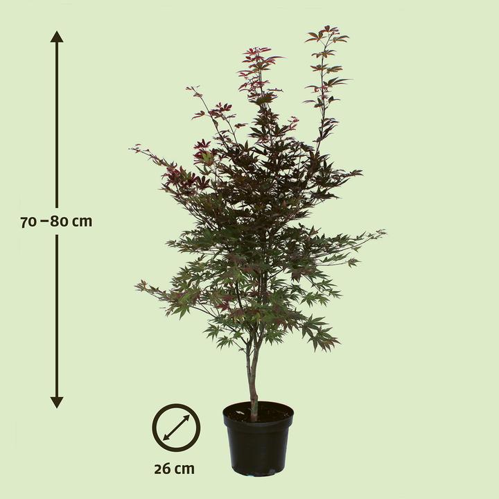 Image du produit Zulauf Japanischer Fächer-Ahorn / Acer palmatum 'Atropurpureum' (80 cm)