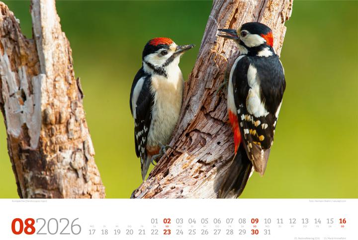 Image du produit Tierwelt Wald Kalender 2026 (45 x 33 cm, Couverture rigide, Allemand)