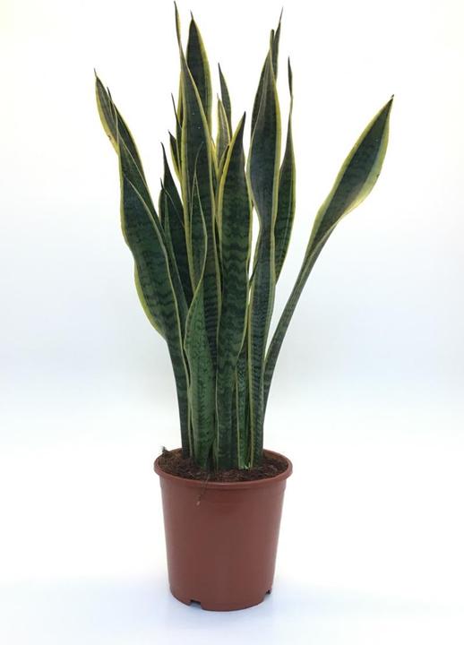 Produktbild Rutishauser Blumen Sanseveria (80 cm)