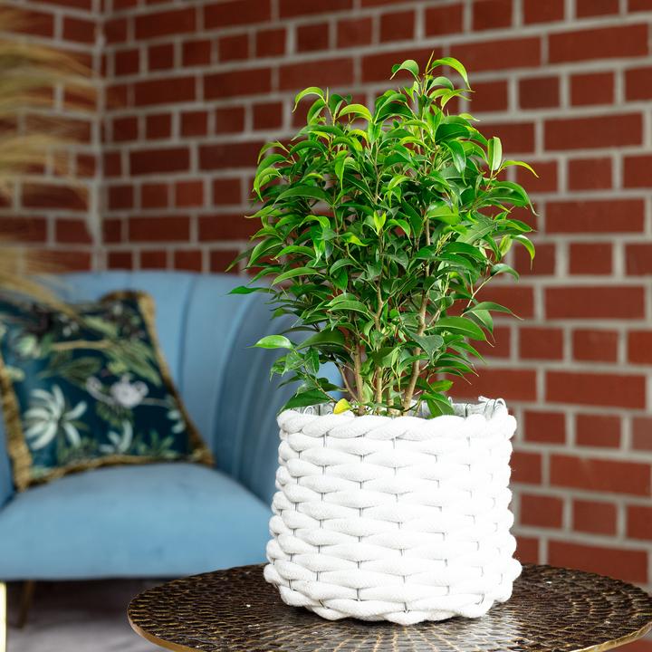 Immagine prodotto Flowerbox Fico di betulla "Natasja" ramificato - Ficus benjamini (30 cm)