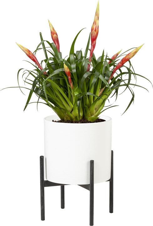 Image du produit Scheurich Support pour pots de fleurs