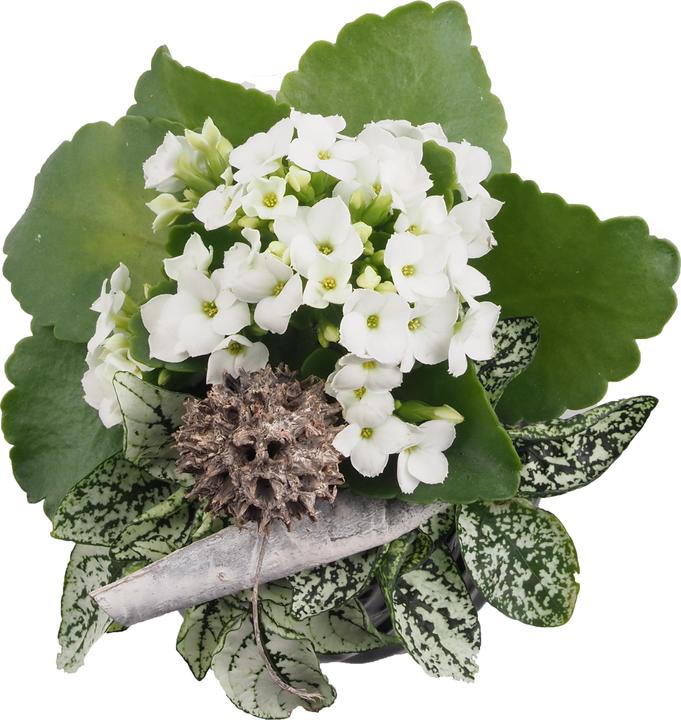 Produktbild Migros Ostschweiz Topf Arrangement (18 cm)