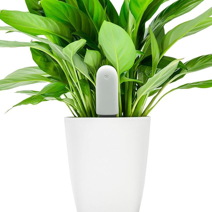 Immagine prodotto Xiaomi Cura dei fiori di Vegtrug (Sensore di irrigazione)