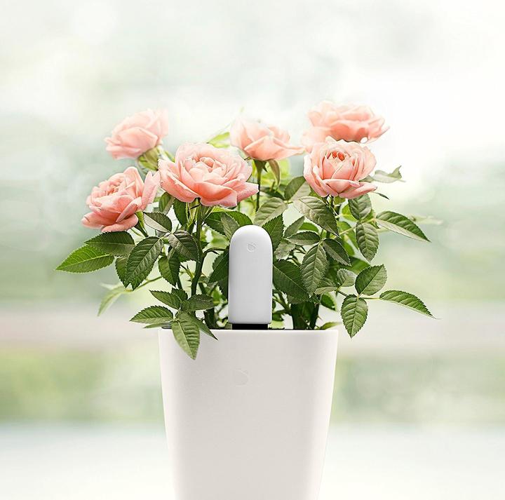 Immagine prodotto Xiaomi Cura dei fiori di Vegtrug (Sensore di irrigazione)