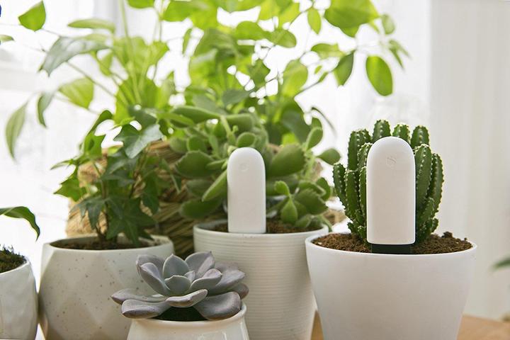 Immagine prodotto Xiaomi Cura dei fiori di Vegtrug (Sensore di irrigazione)