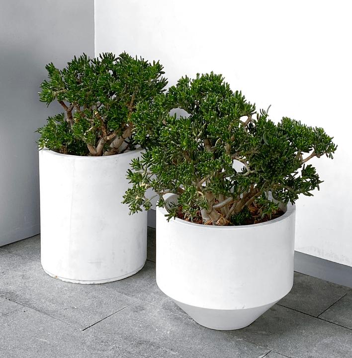 Produktbild Plant in a Box Crassula ovata Hobbit - Jadepflanze (55 cm)