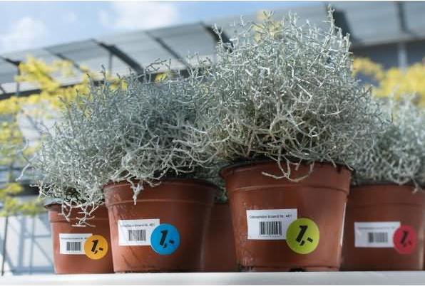Actual product image HERMA Weatherproof labels A4 removable