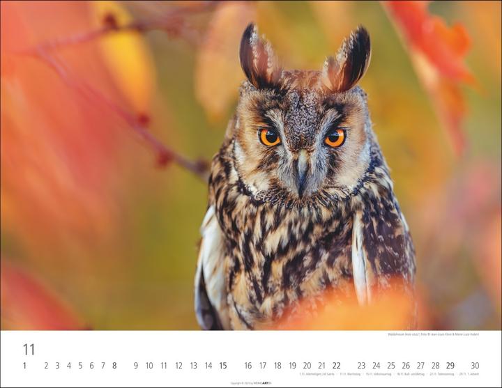 Actual product image Eulen Kalender 2026 (44 x 34 cm, Hardcover, German, English)