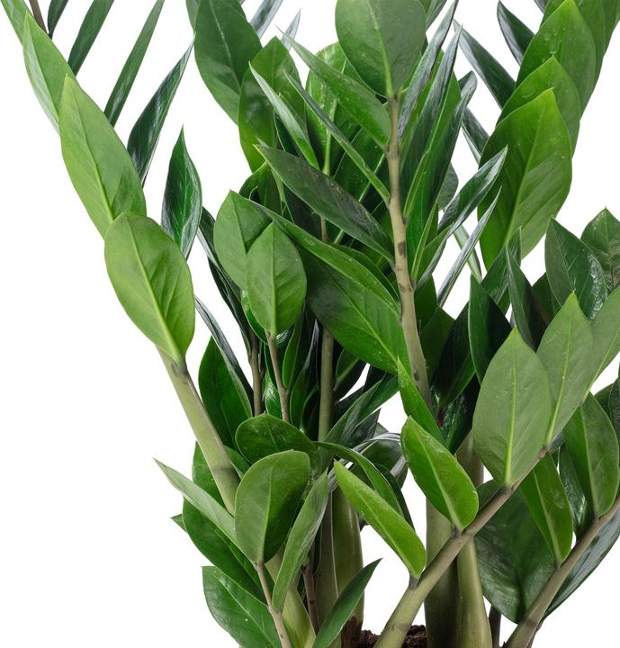 Immagine prodotto Flowerbox Piuma fortunata - Zamioculcas zamiifolia (55 cm)