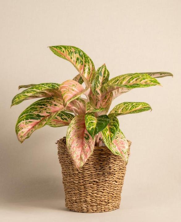 Produktbild feey Aglaonema Cocomelon (60 cm, Frisch umgetopft)