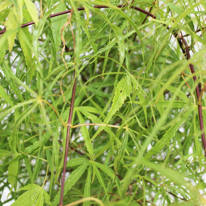 Produktbild Zulauf Japanischer Fächer-Ahorn / Acer palmatum 'Koto-No-Ito' (80 cm)