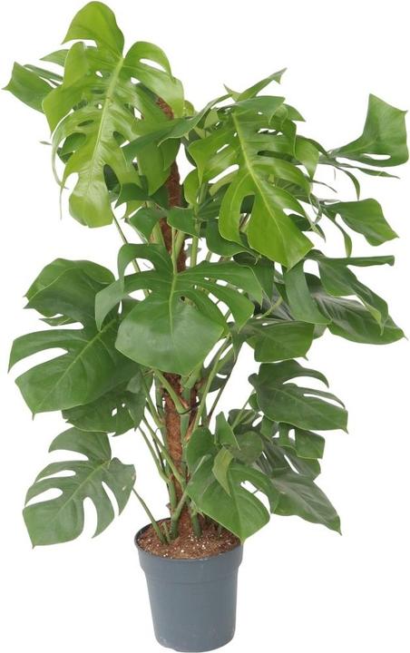 Actual product image Plant in a Box Monstera Deliciosa - Monkey mask on a stick (130 cm)