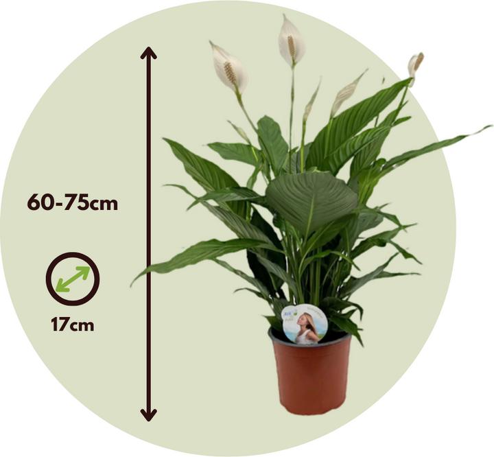 Immagine prodotto Plant in a Box Spathiphyllum Lima - Einblatt (60 cm)