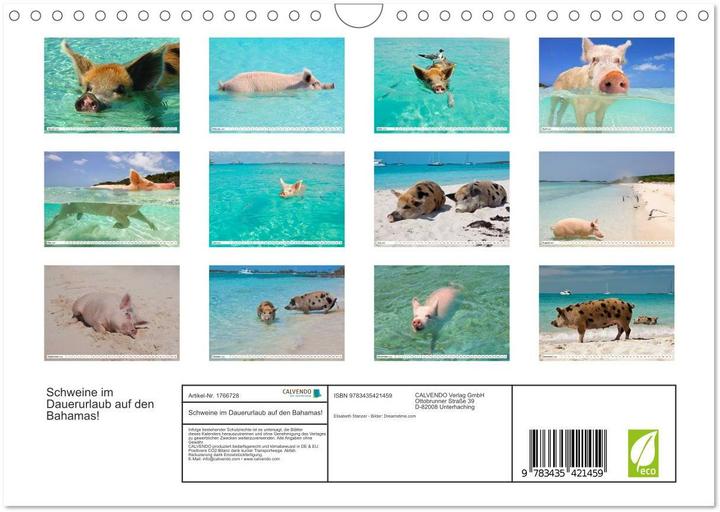 Image du produit Schweine im Dauerurlaub auf den Bahamas! (Wandkalender 2025 DIN A4 quer), Monatskalender (A4, Allemand)