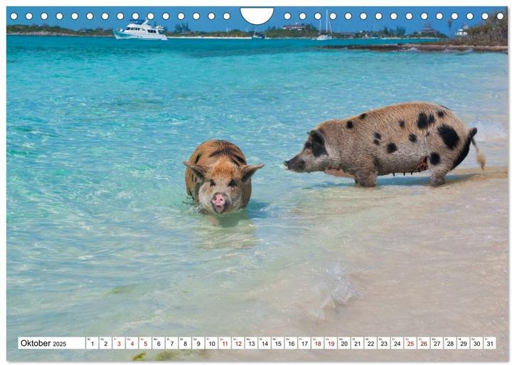 Image du produit Schweine im Dauerurlaub auf den Bahamas! (Wandkalender 2025 DIN A4 quer), Monatskalender (A4, Allemand)