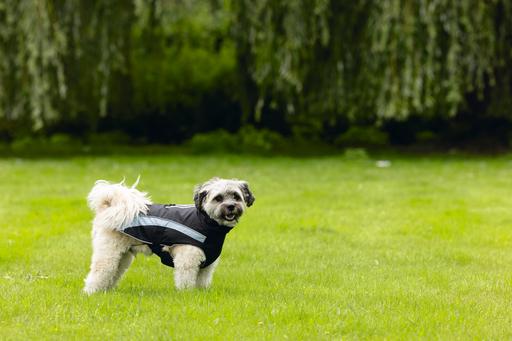 Actual product image Beeztees Dog coat Saby (XXL, Dog coat)