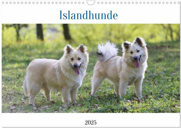 Produktbild Islandhunde (Wandkalender 2025 DIN A3 quer), Monatskalender (A3, Deutsch)