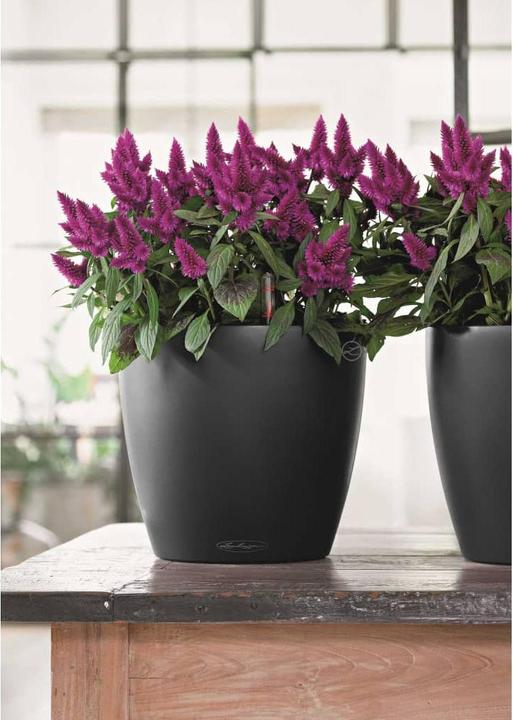 Produktbild Lechuza Classico Color (42 cm)