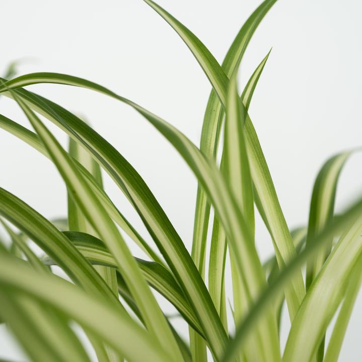 Produktbild Plant in a Box Chlorophytum, Cyperus, Musa, Areca - 4er Mischung Haustierfreundliche pflanzen (25 cm)