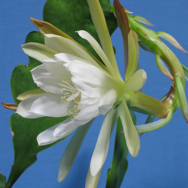 Immagine prodotto Kakteen Gautschi Epiphyllum fiore bianco (45 cm)