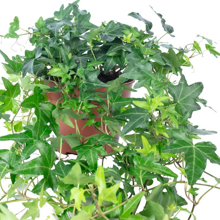 Immagine prodotto Flowerbox Gemeiner Efeu- Hedera helix (20 cm)