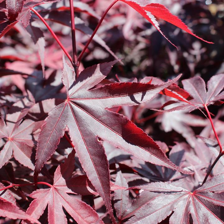 Image du produit Zulauf Japanischer Fächer-Ahorn / Acer palmatum 'Bloodgood' (125 cm)