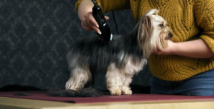 Immagine prodotto Moser Tagliacapelli per animali (Cane, Gatto)