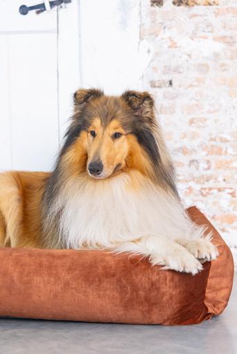 Produktbild Designed by Lotte Ribbed (Hund)
