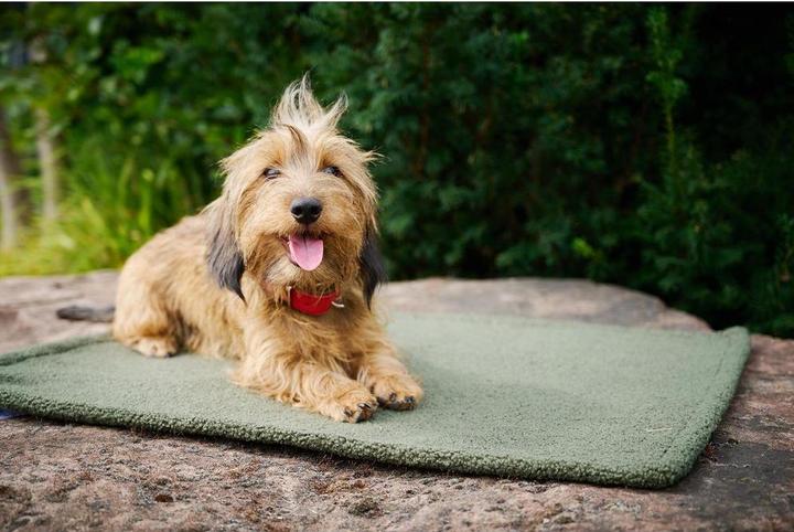 Actual product image Laboni Couverture Teddy S (Dog)