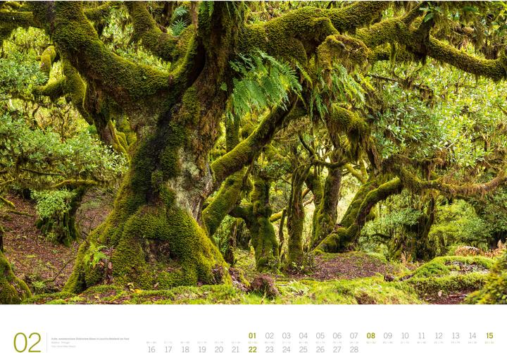 Produktbild Wald - Gallery Kalender 2026 (66 x 50 cm, Harter Einband, Englisch, Deutsch)