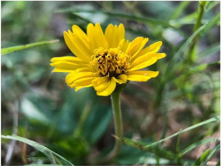 Productafbeelding Ulanzi Smartphone lens 75 mm macro