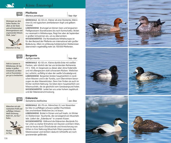 Produktbild Kosmos Vogelführer für unterwegs (Deutsch, Katrin Hecker, Frank Hecker, 2025)