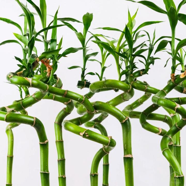 Immagine prodotto Myflower Bambù fortunato (Fiori recisi)