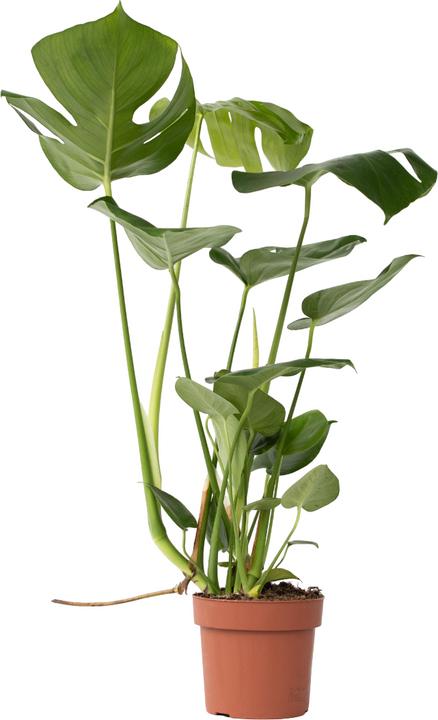 Actual product image Plant in a Box Monstera Deliciosa - Window Leaf (60 cm)