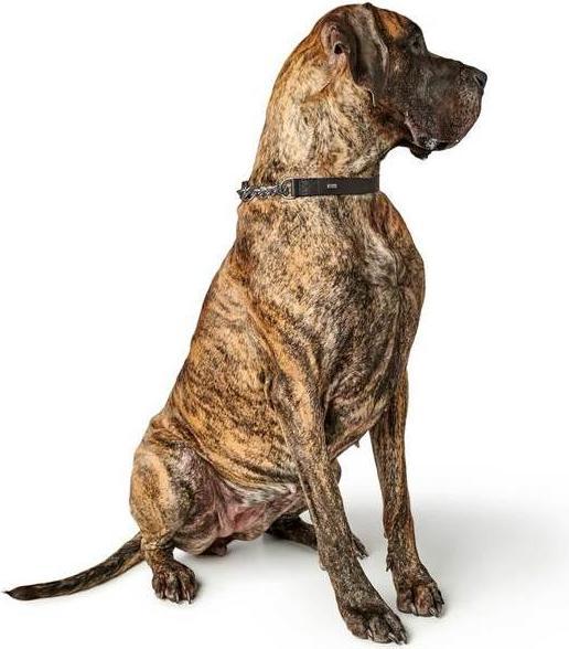 Produktbild Hunter Halsung mit Kette Aalborg (45, Hund)